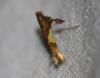 Caloptilia sp.